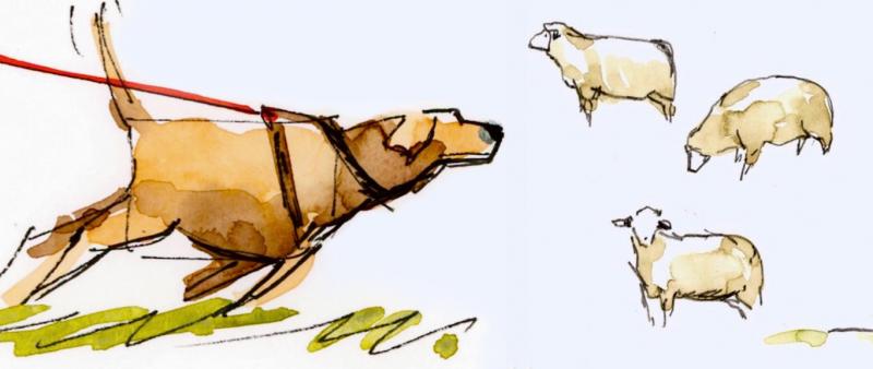 Tiere sketchen! - Kompaktworkshop