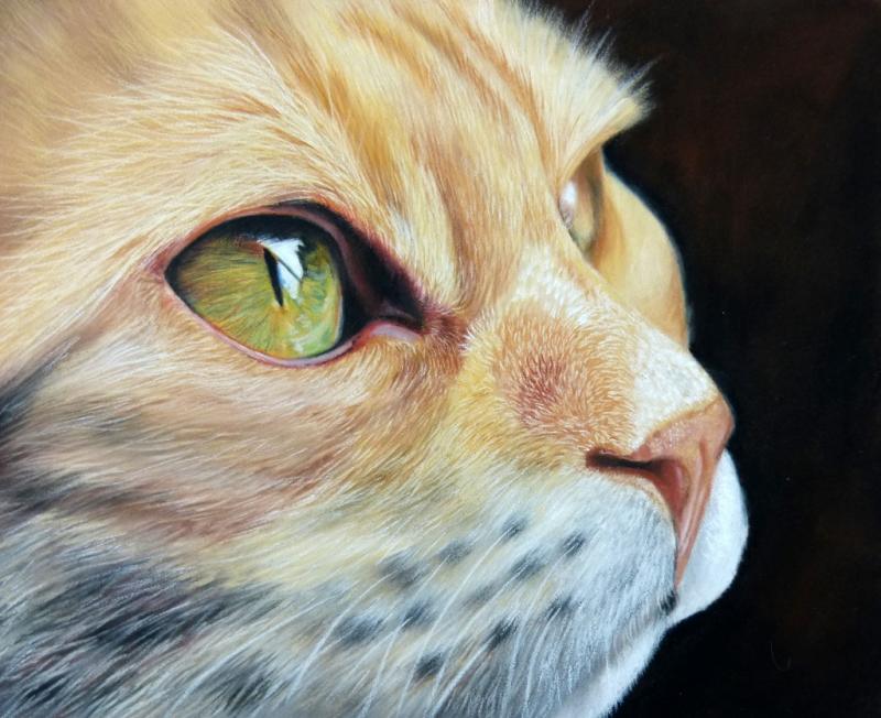 Katzen & Wildkatzen zeichnen in Pastell