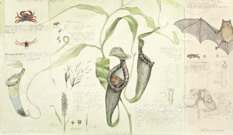 Botanical Art